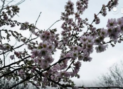 В Одессе в декабре зацвела сакура