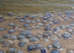 У берегов Одесской области обнаружили массовую гибель медуз