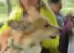 В Одессе украинка натравила собаку на русскоговорящих пенсионерок