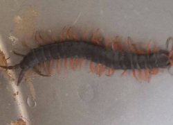 Одесса превратилась в Австралию: горожанам угрожают членистоногие убийцы