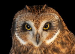 В Одессе запечатлели редкую болотную сову из Красной книги