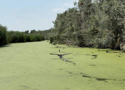 Стаи бакланов на белых скелетах: в Одесской области расположился Мертвый лес