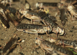 Нашествие саранчи добралась до Одессы и несёт катастрофу всей Украине