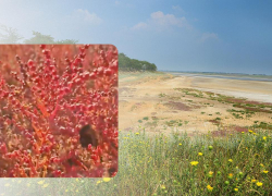 Пурпурное чудо лиманов: в Одесской области расцветает растение, из которого когда-то делали стекло