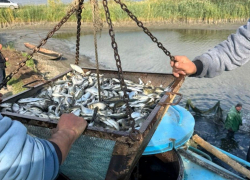 Экологи устроили рыбный апокалипсис в одесских озерах