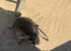 В Одесском биопарке издеваются над животными 