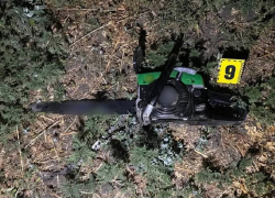 Одессита отправили под суд за пять срубленных деревьев