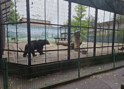 Настоящее чудо: в закрытые сооружения Одесского зоопарка не попало ни капли воды во время потопа