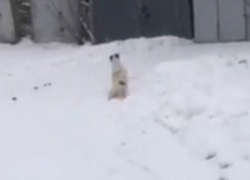 В Одесской области военный прострелил собаке позвоночник