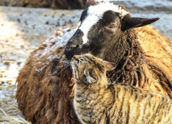 Кошка и овца стали парой года в Одесском зоопарке