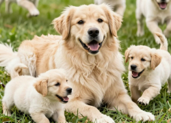 В Одессе пенсионер открыл стрельбу по собаке с щенками