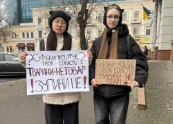 В Одессе проверяют котокафе после гибели двух котят