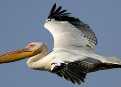 Одесский нацпарк стал домом для более 200 краснокнижных пеликанов