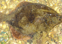 Суд обязал Одесскую обладминистрацию разрешить предпринимателю рыбачить в нацпарке