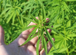 Морпеха из Татарбунар осудили на три года за коноплю на участке