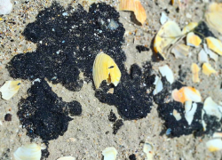 Одессу продолжает заливать мазутом, на побережье снова нашли нефтяные сгустки