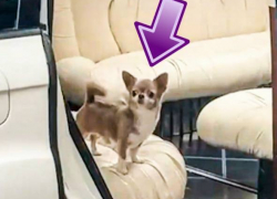 С лимузином и диджеями: в Одессе для собаки провели роскошный день рождения