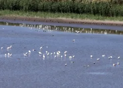 Под Одессой пруд стал убежищем для сотен диких птиц