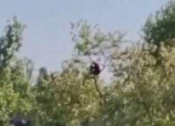 В Одессе мужчина забрался на дерево высотой с пятиэтажку, спасаясь от военкомов