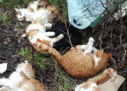 В Одесской области нашли коробку с трупами шести измученных кошек