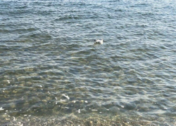 Смертельно опасные пляжи выдали за зону отдыха в Одессе