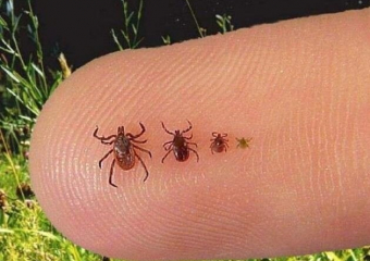 В Одесской области появились первые случаи укусов клещей