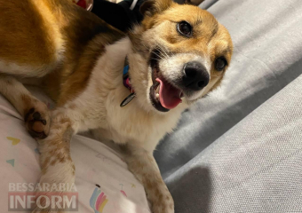 В Одесской области подстрелили очередную собаку