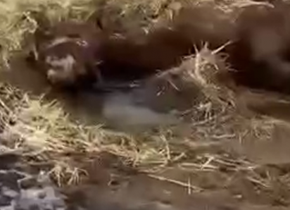 Полиция расследует судьбу замученной лошади под Одессой