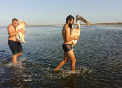 В Одесской области спасли редких розовых пеликанов