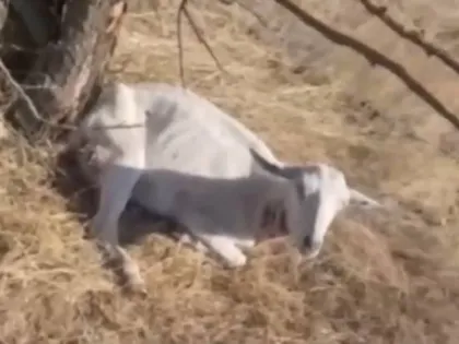 В Одесской области стая волков разорвала на куски 27 коз