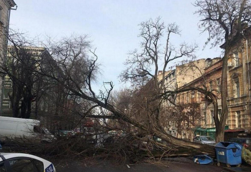 Одесситка отсудила у города 175 тысяч рублей за упавшее на машину дерево