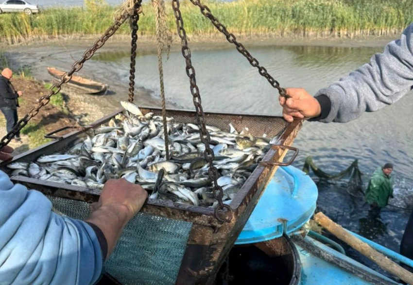 Экологи устроили рыбный апокалипсис в одесских озерах