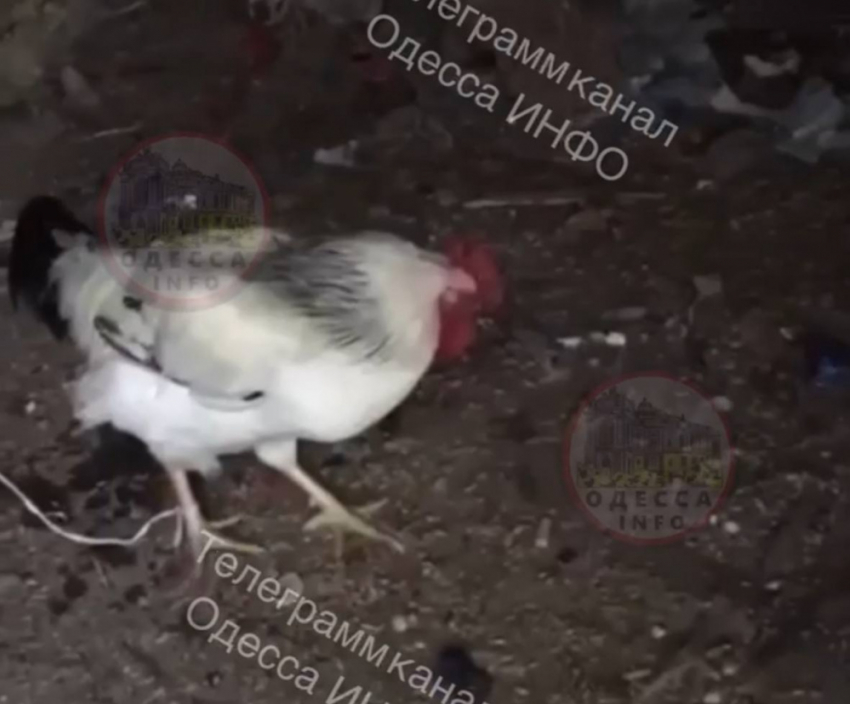 В Одесской области подростки заживо сожгли петуха и выбросили собаку с обрыва