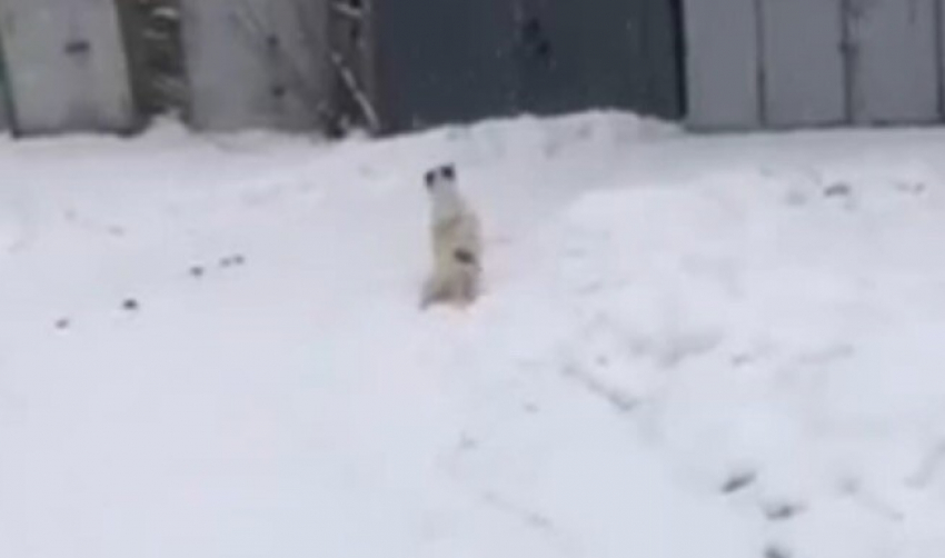 В Одесской области военный прострелил собаке позвоночник