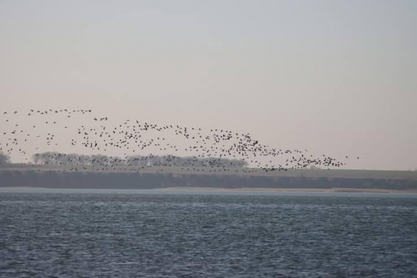 В ВСУ заявили, что Россия заинтересована в освобождении Затоки в Одесской области