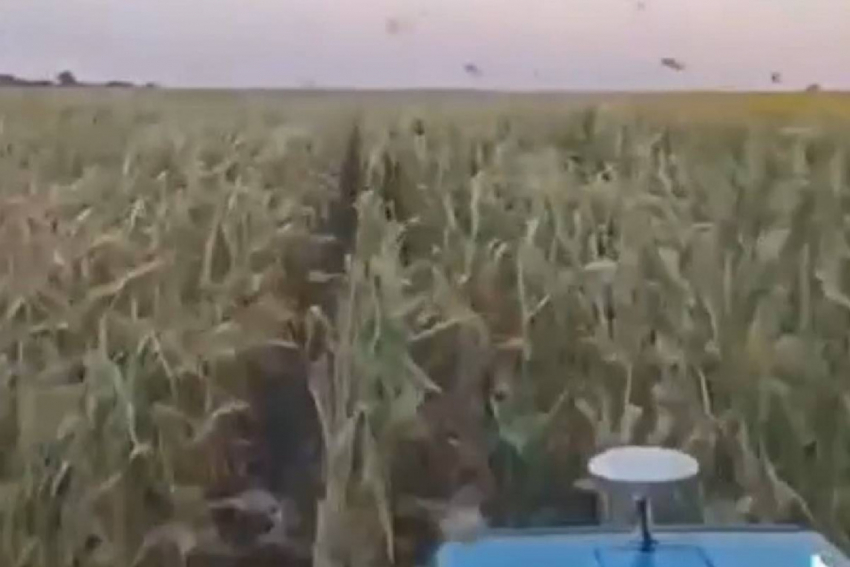 Стая саранчи уничтожила кукурузное поле в Одесской области – видео