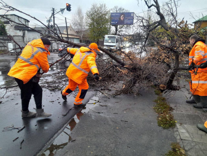 В Одессе из-за ветра за два дня упали почти два десятка деревьев