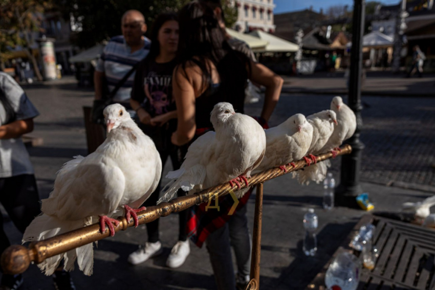 В Одессе на Дерибасовской провели рейд по владельцам развлекающих животных