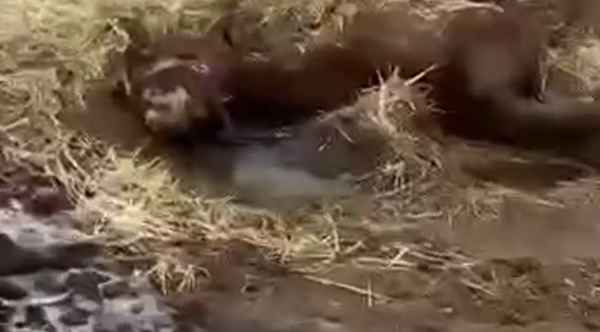 Полиция расследует судьбу замученной лошади под Одессой