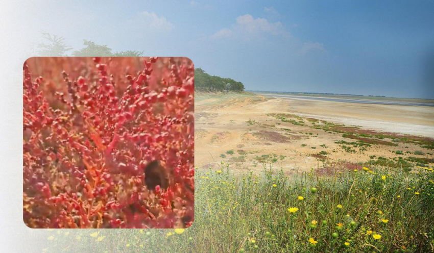 Пурпурное чудо лиманов: в Одесской области расцветает растение, из которого когда-то делали стекло