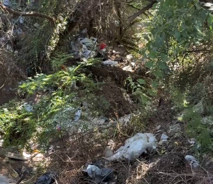 В Одесской области в воде, которой снабжают село, нашли трупы животных