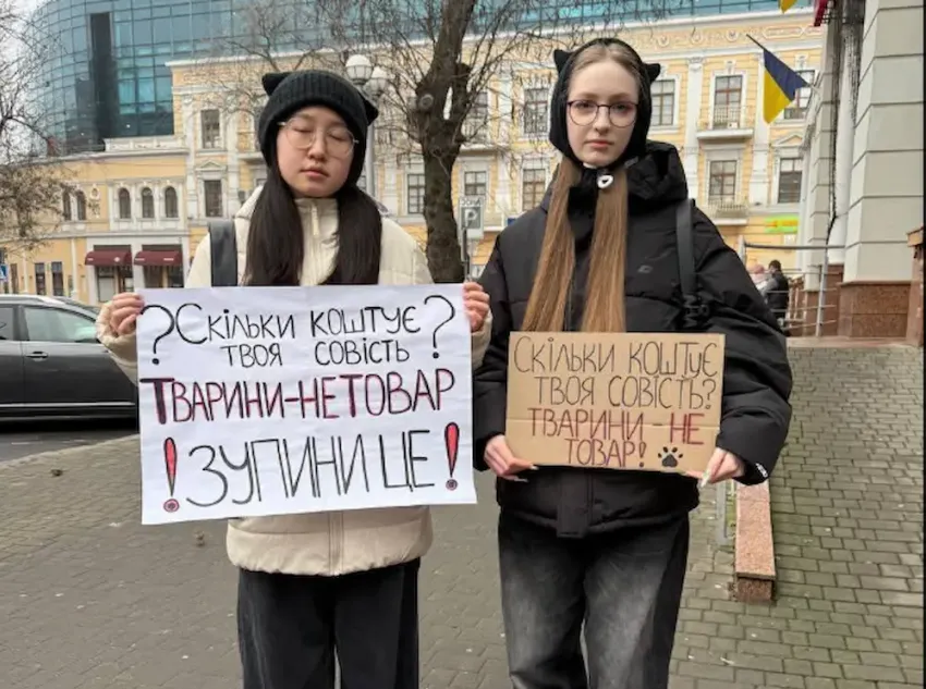 В Одессе проверяют котокафе после гибели двух котят