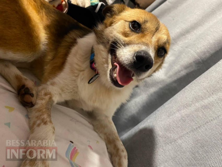 В Одесской области подстрелили очередную собаку