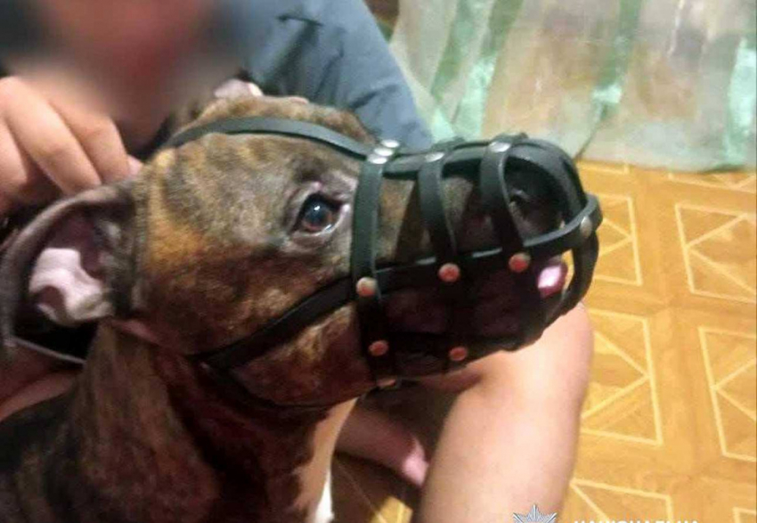 Одессита оштрафовали за выгул своей собаки