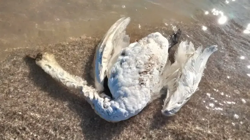 В Одесской области мертвых лебедей выбросило на берег моря