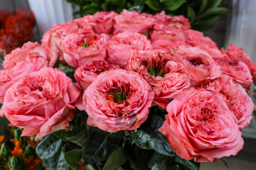 В Одессе стартовал цветочный бум с разбросом цен в 30 раз