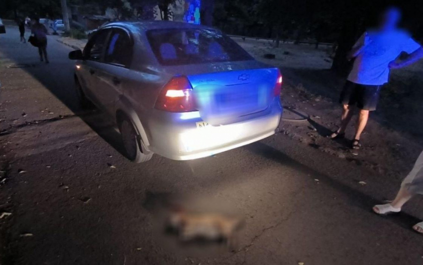 В Одессе легковушка насмерть сбила собаку