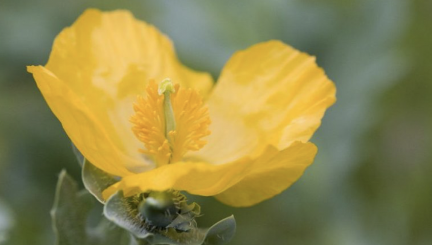 В Одесской области СВО разбудила редкий краснокнижный цветок