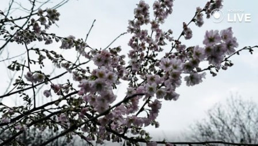 В Одессе в декабре зацвела сакура