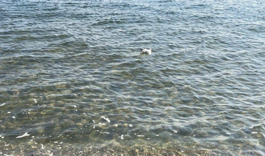 Смертельно опасные пляжи выдали за зону отдыха в Одессе